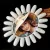 Lady G  Musterrad - Display 21-36